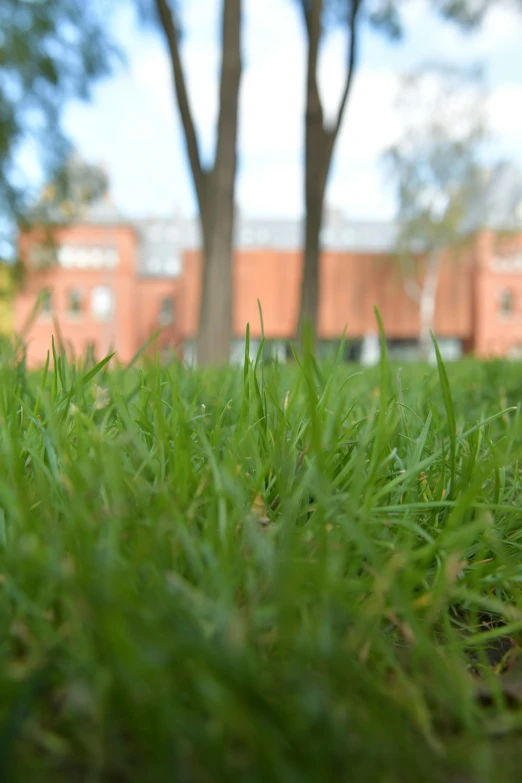 a green field of grass and trees in front of a building