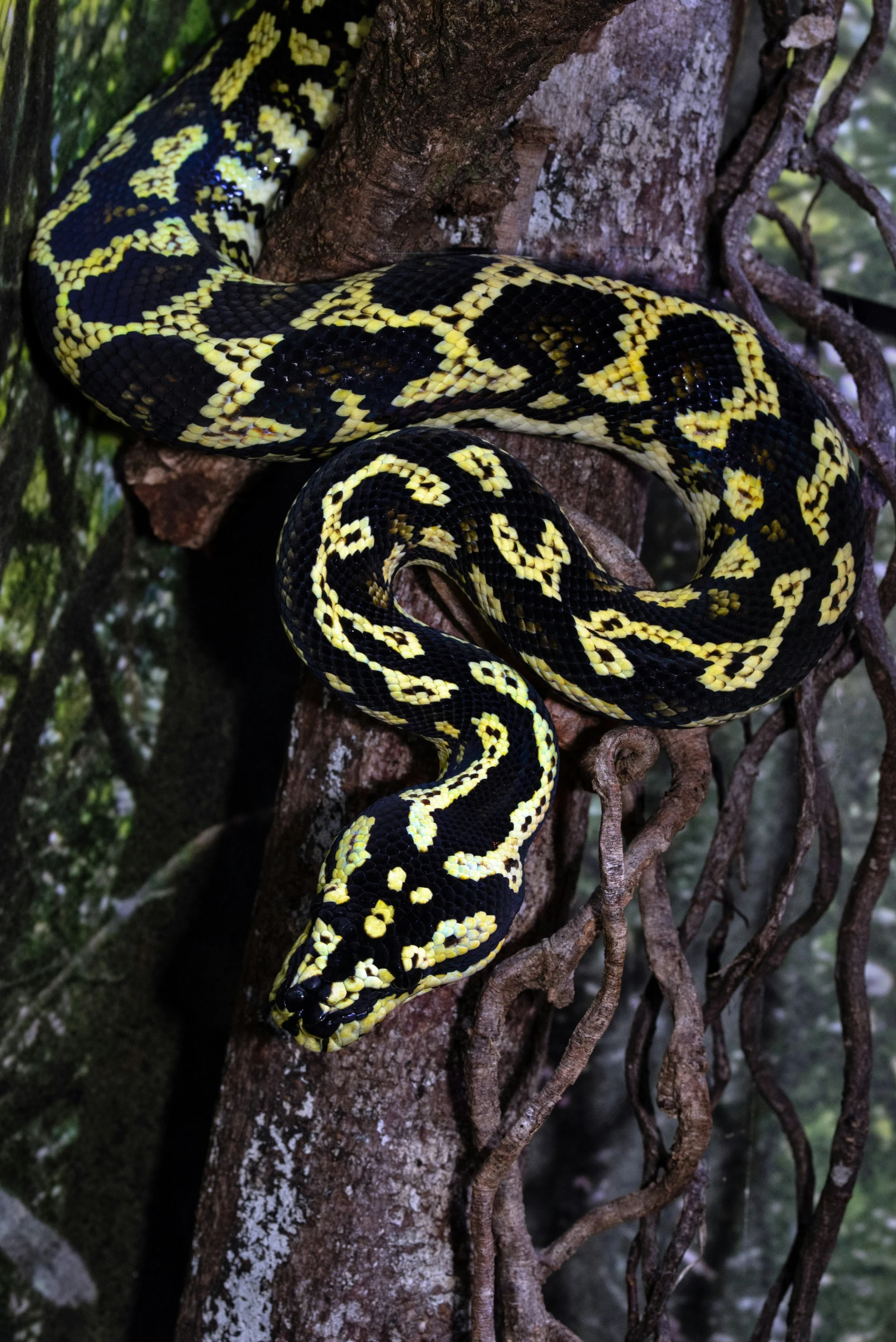 a snake with yellow stripes crawling on top of a tree nch