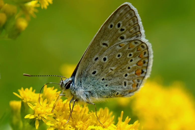 a blue erfly sitting on top of yellow flowers