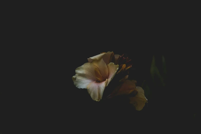 a single flower sitting in the dark, ready for a bloom
