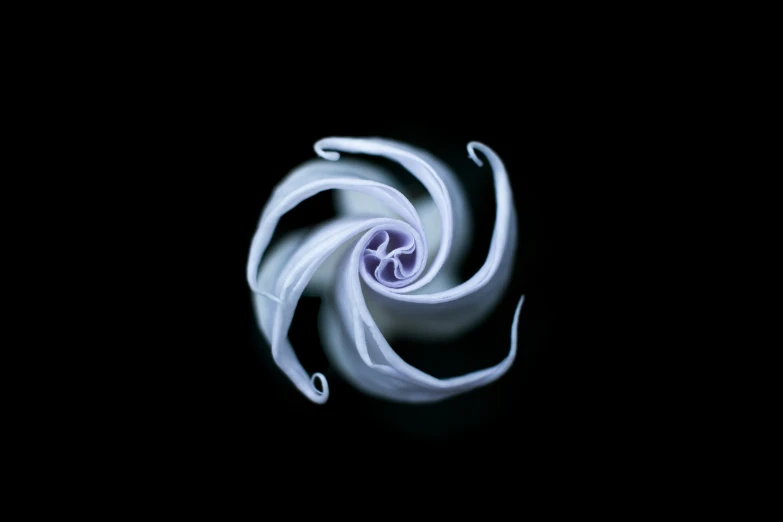 a twisted white substance on black background