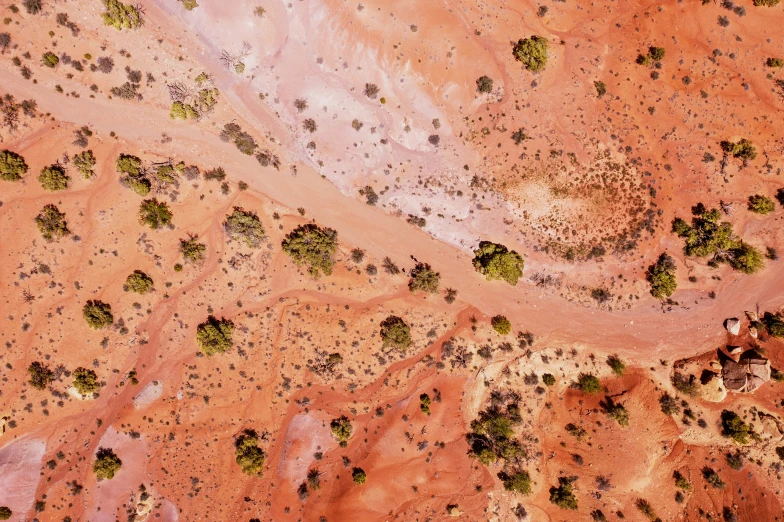 aerial view of sp land and trees in desert