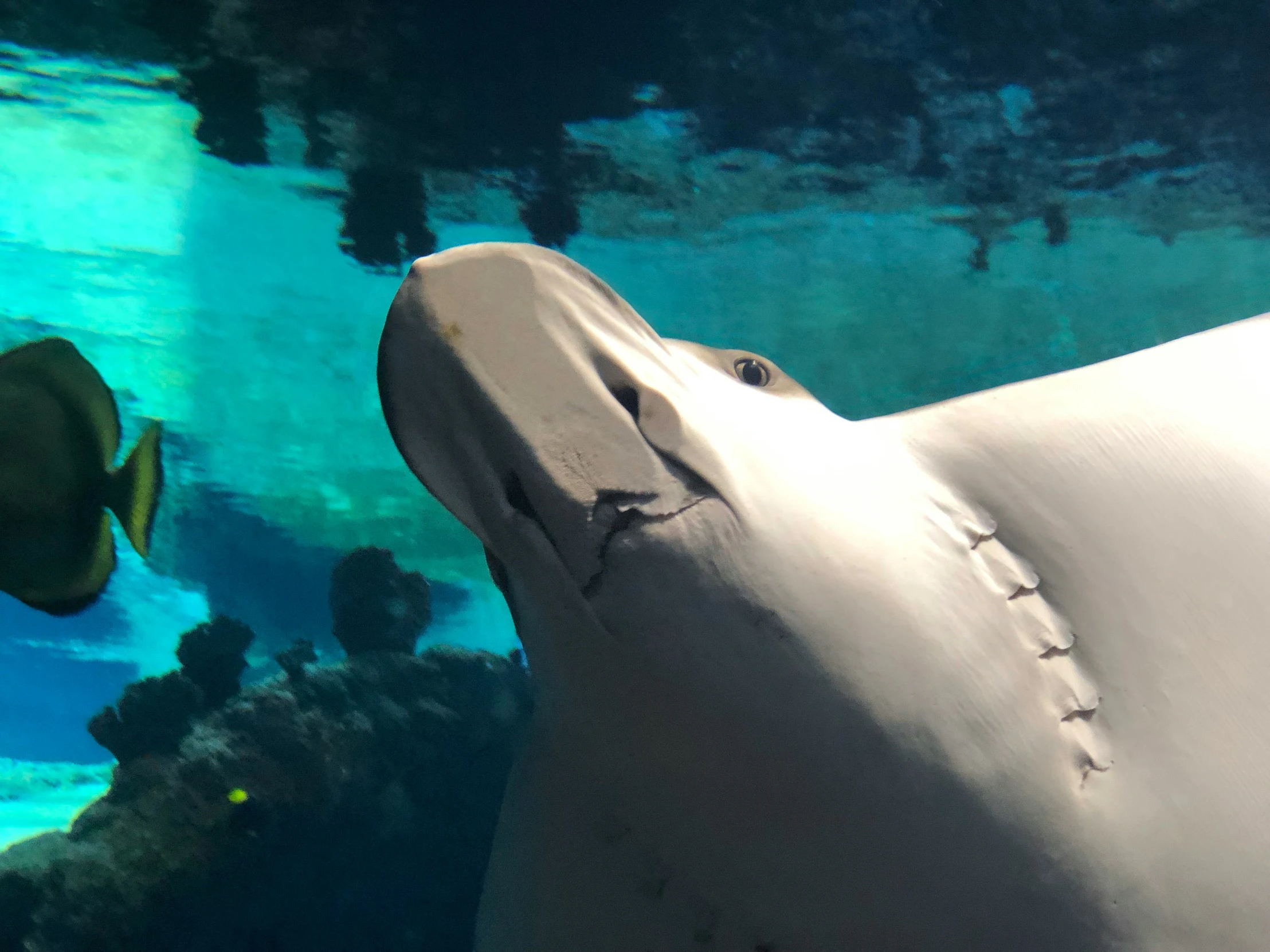 a po of a sting ray in the sea tank