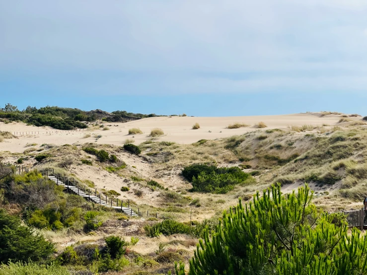 a sandy beach with trees and bushes surrounding it