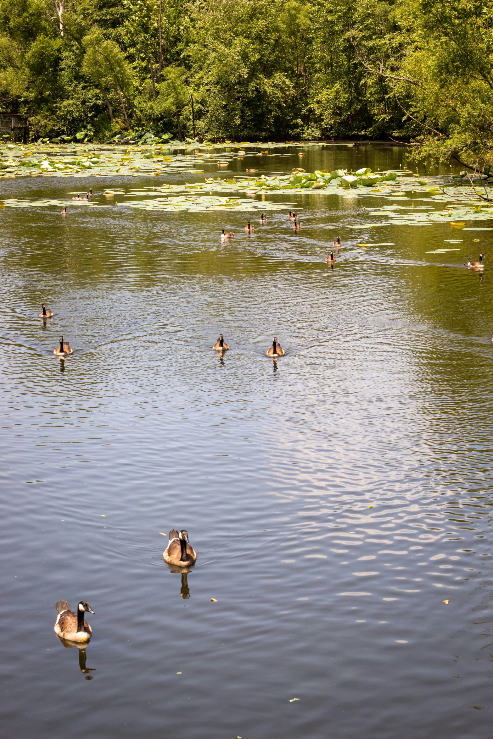 a large body of water with ducks and water lillies