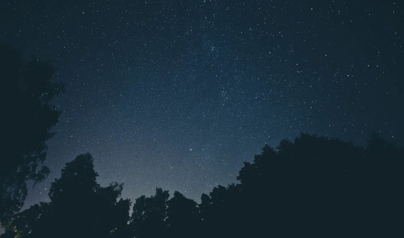 silhouettes of trees against the night sky