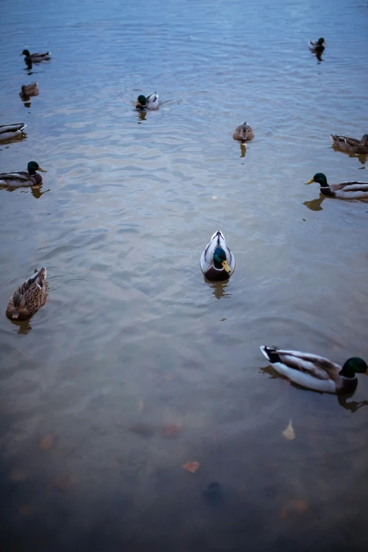 a group of ducks swimming on top of a body of water