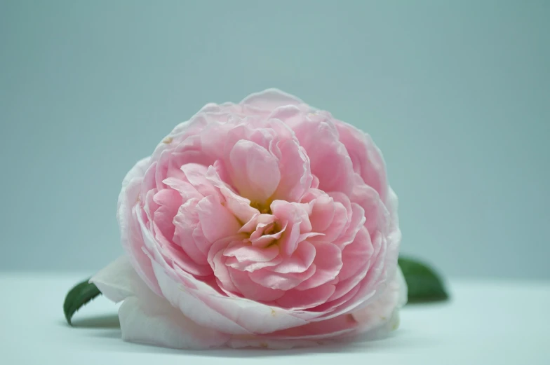 an unpolted pink rose with leaves sticking out of it