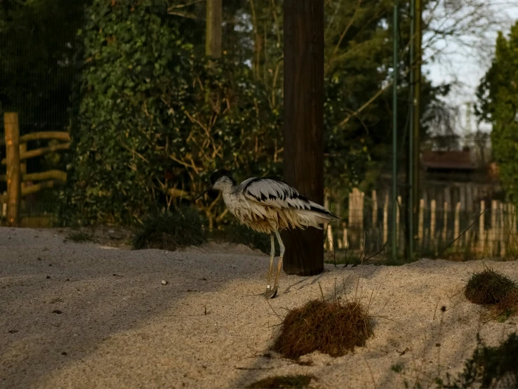 two white birds standing on a sidewalk surrounded by grass