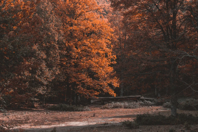 a road through an autumnal forest near a lake