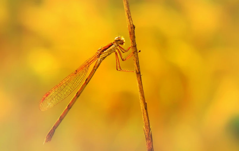 a large dragonfly perched on the tip of a nch