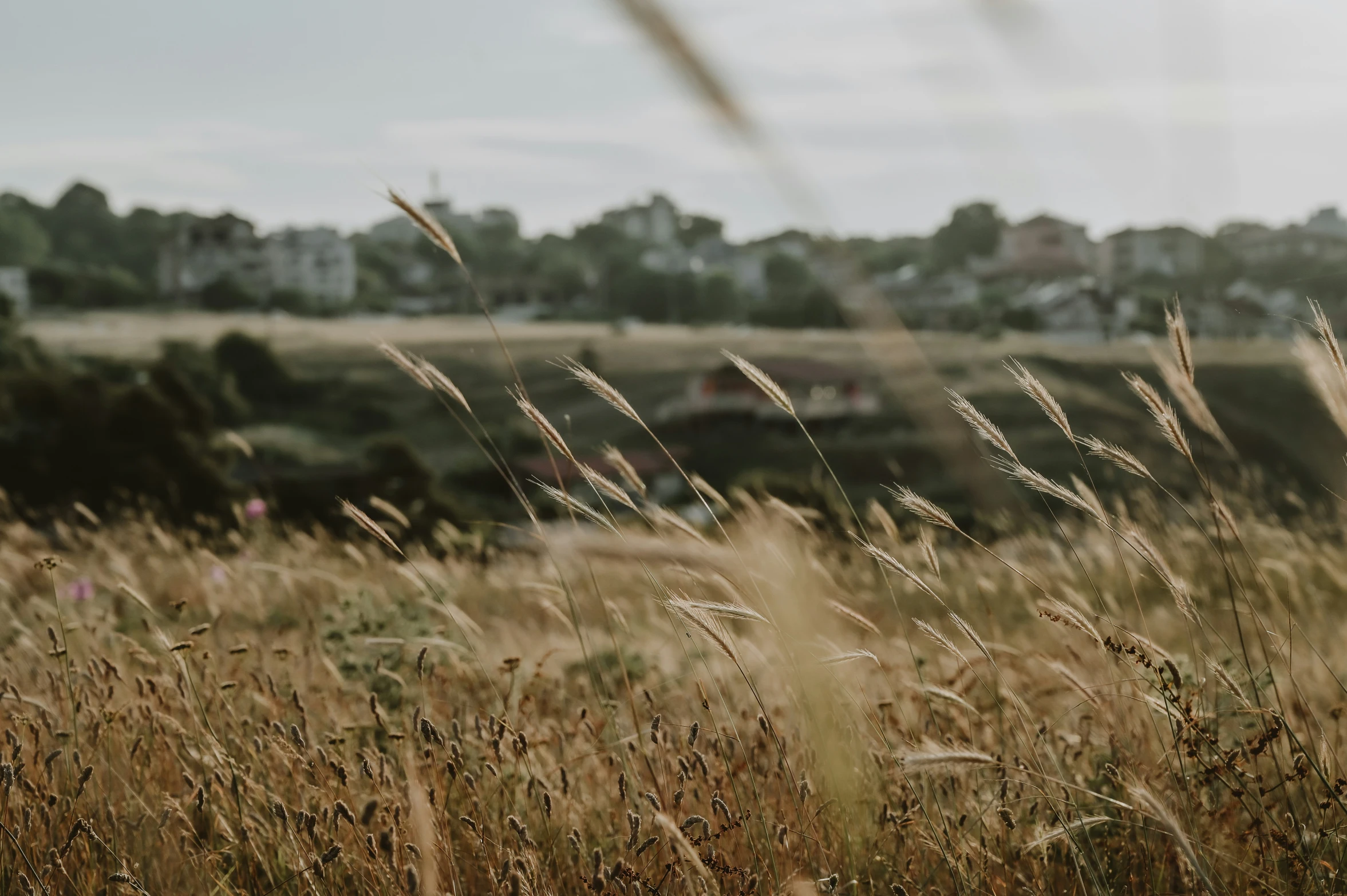 an image of a grassy area with house in the background