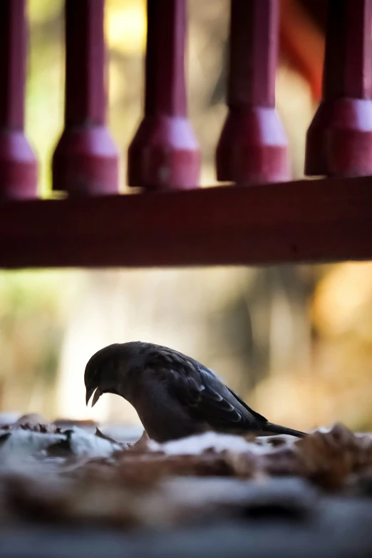 a bird with its head turned to the ground