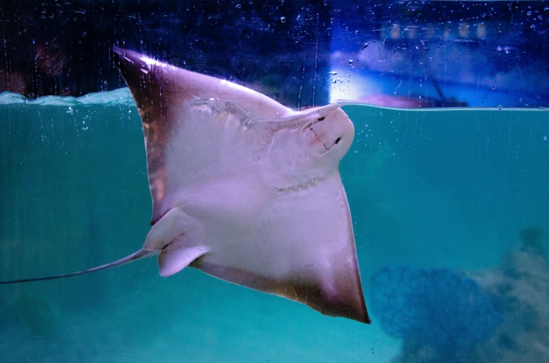 a sting ray swimming underwater towards the camera