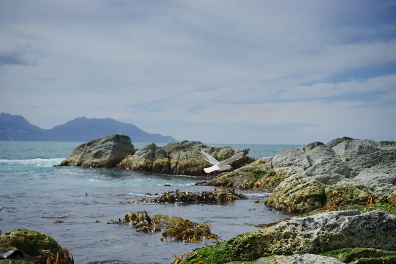 a bird that is flying over some rocks