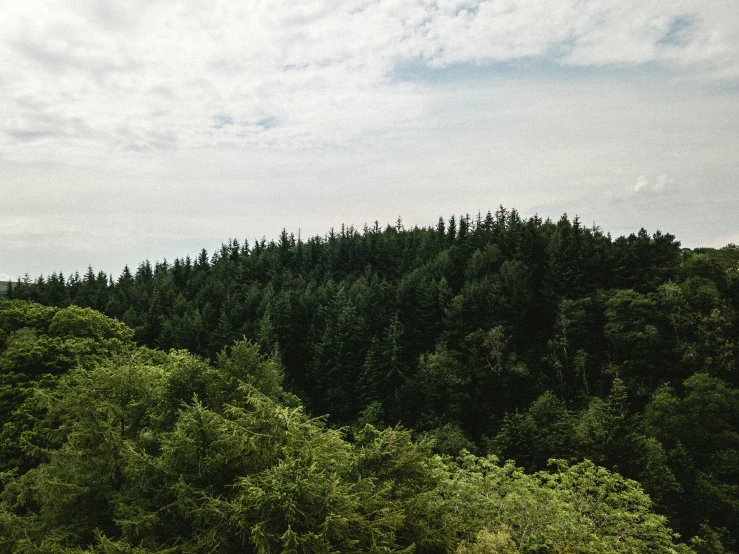 a plane flying over a forest with no trees