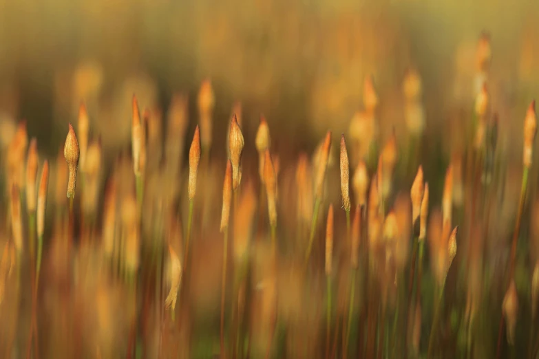 an area that is covered with various types of plants