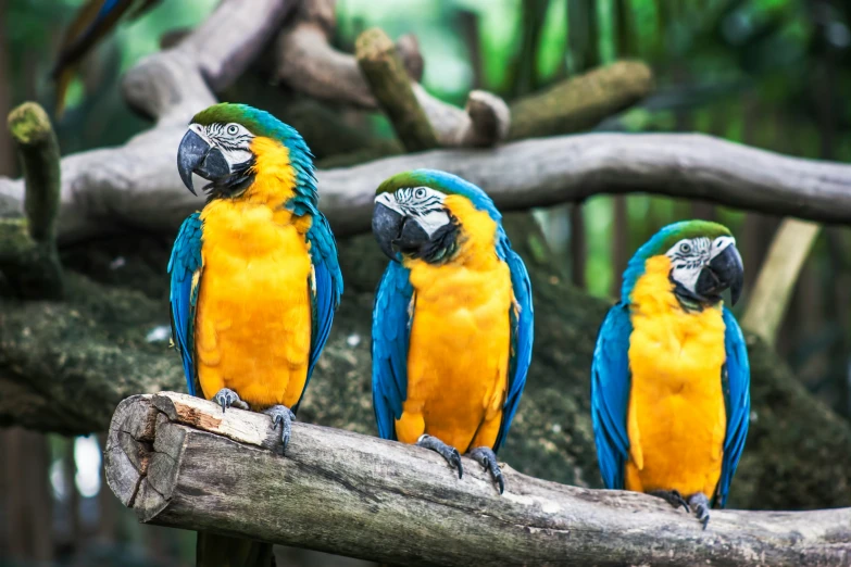 three colorful parrots are sitting on a nch