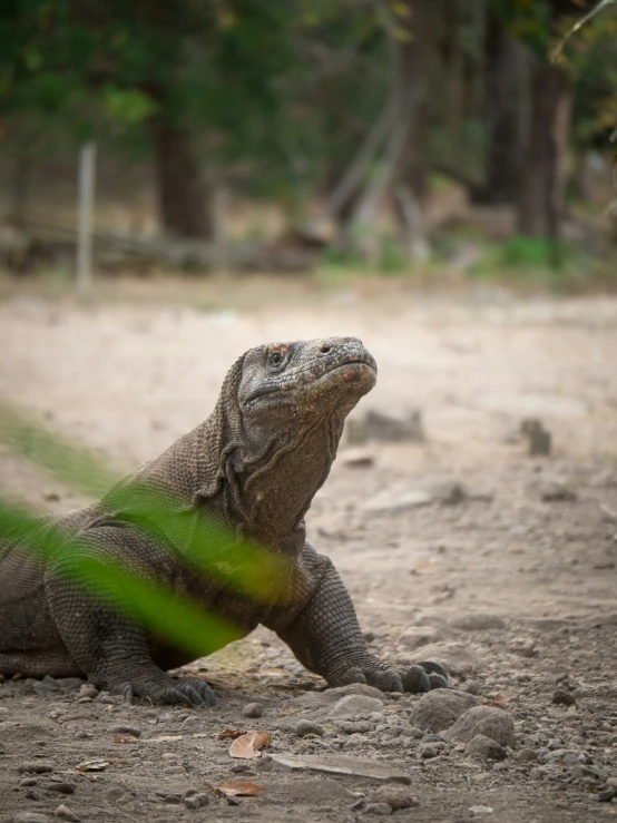 a close - up of an iguana in the dirt