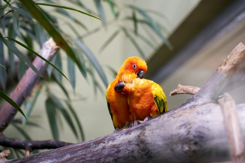 two small birds sitting on a nch in front of some leaves