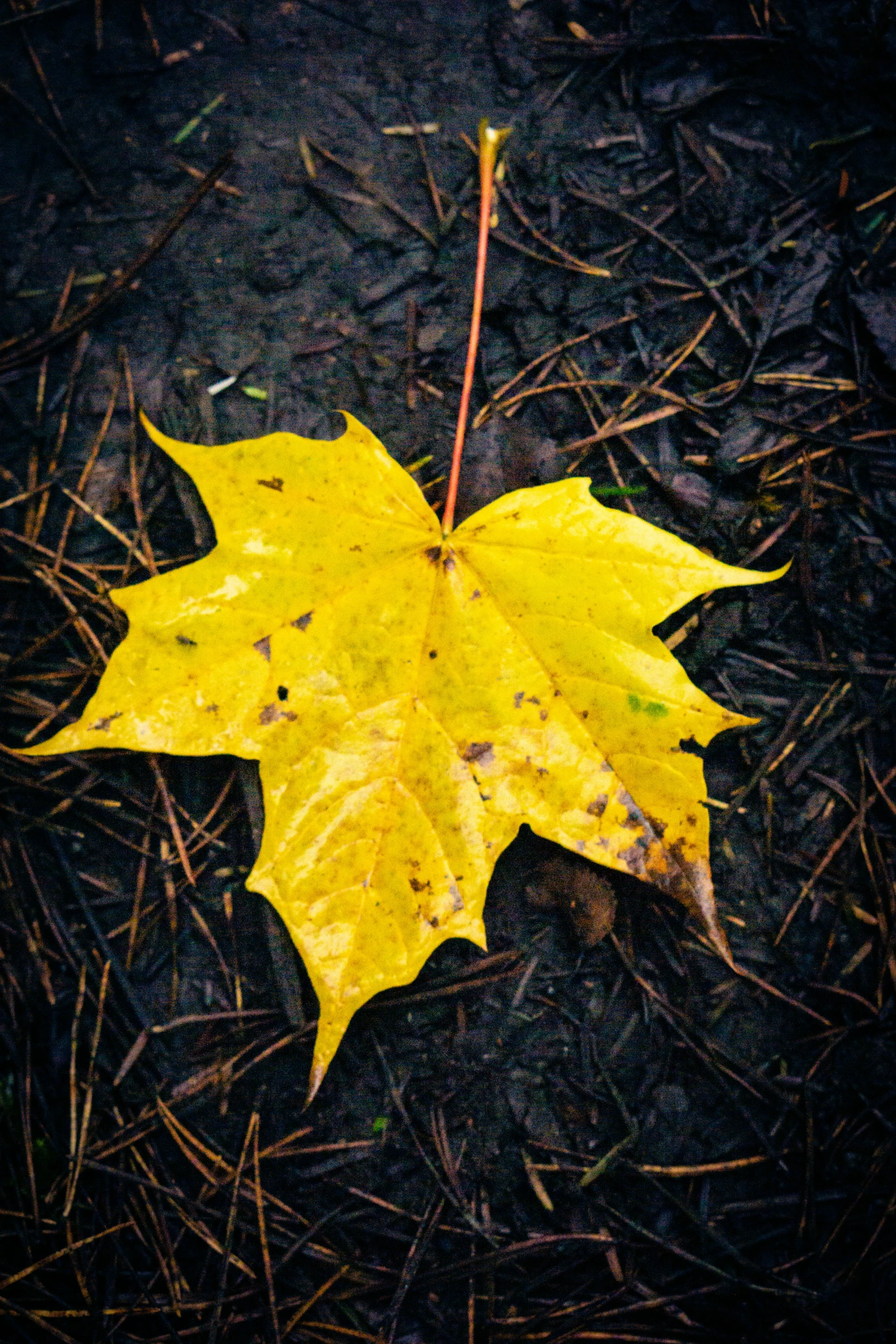 a single yellow maple leaf lying on the ground