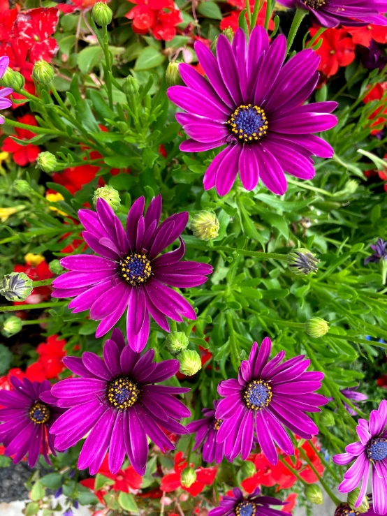 a close - up of some purple flowers in the middle