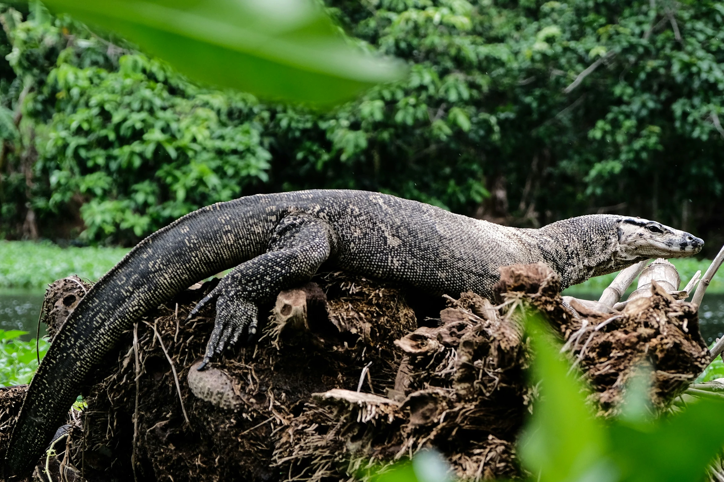 a lizard that is standing on the grass