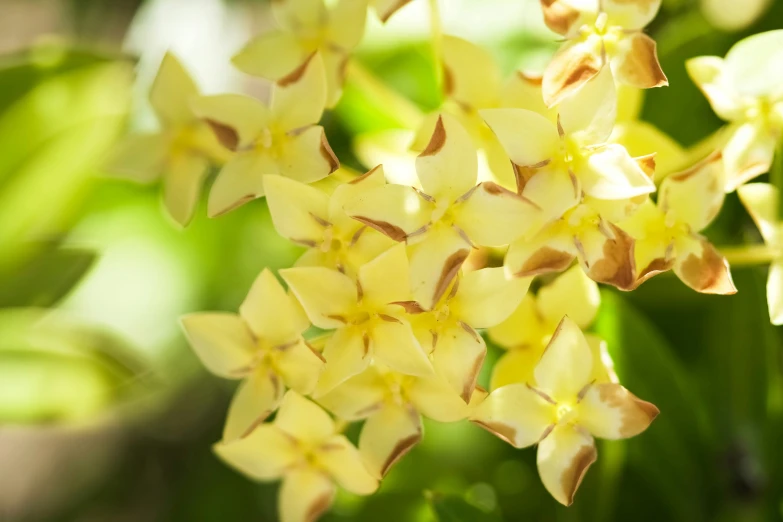 there are many small flowers that have yellow centers