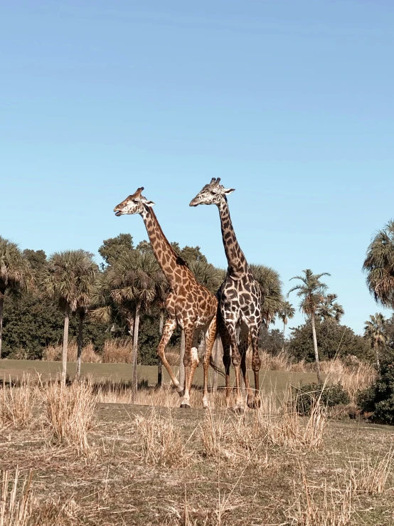 two giraffes walking in an open field