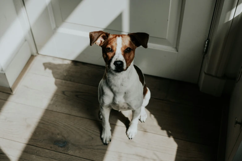 a small dog that is sitting on a hardwood floor