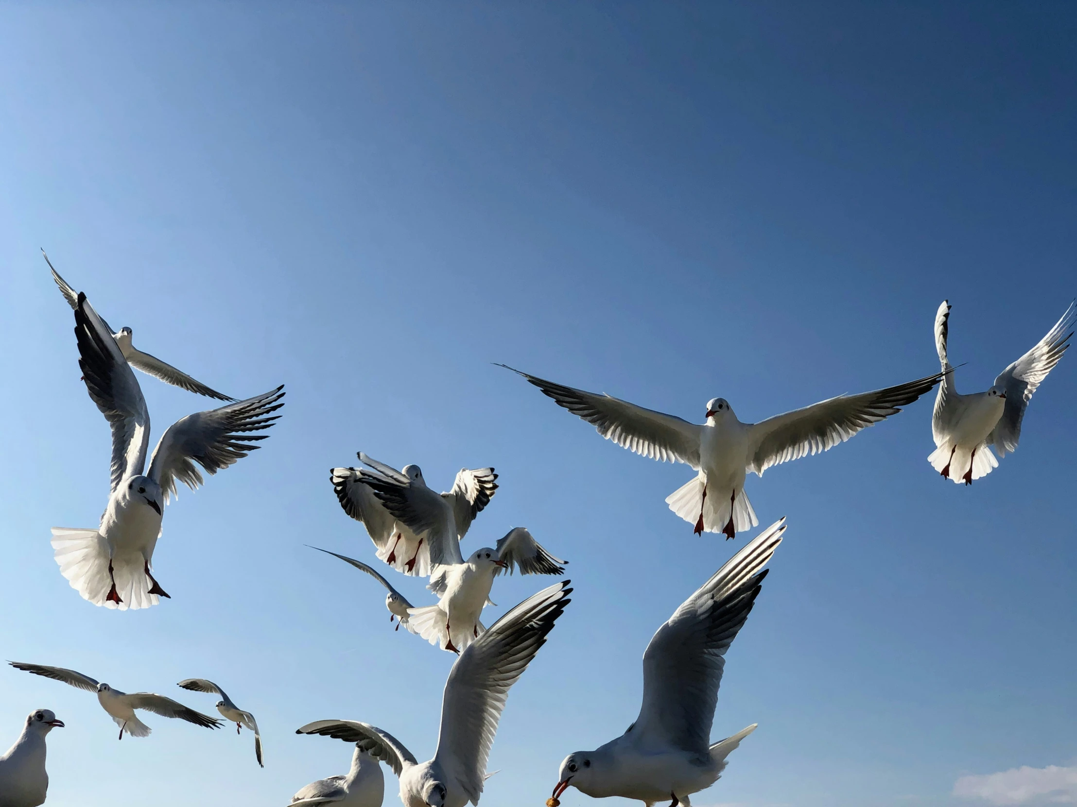 white and black seagulls flying over the ocean