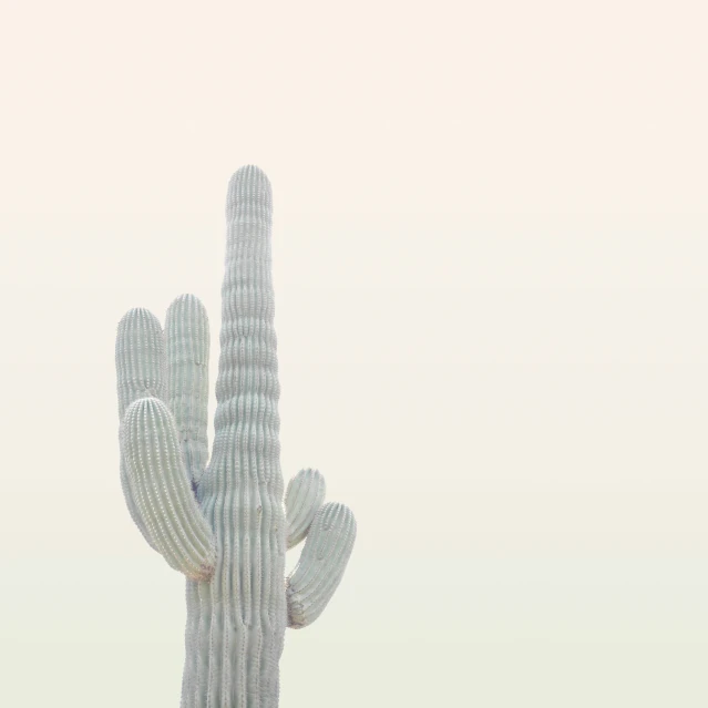 a very tall cactus near a building with a light colored sky in the background