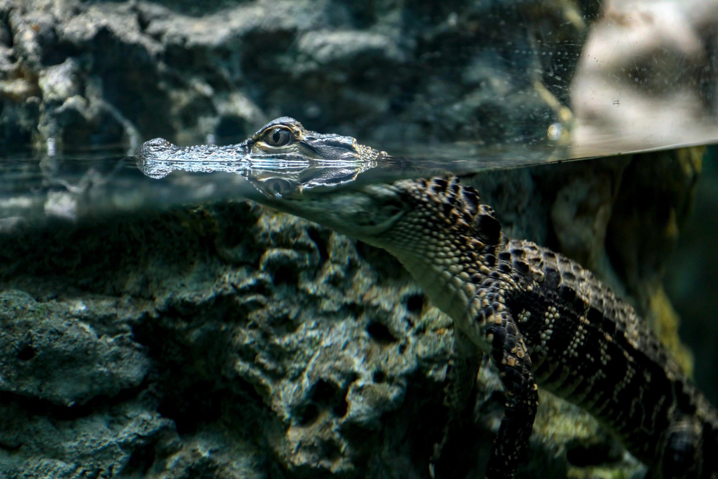 a large animal floating in an aquarium filled with water