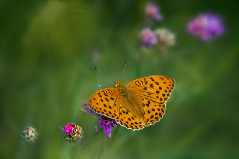 two erflies sit on a flower in the foreground