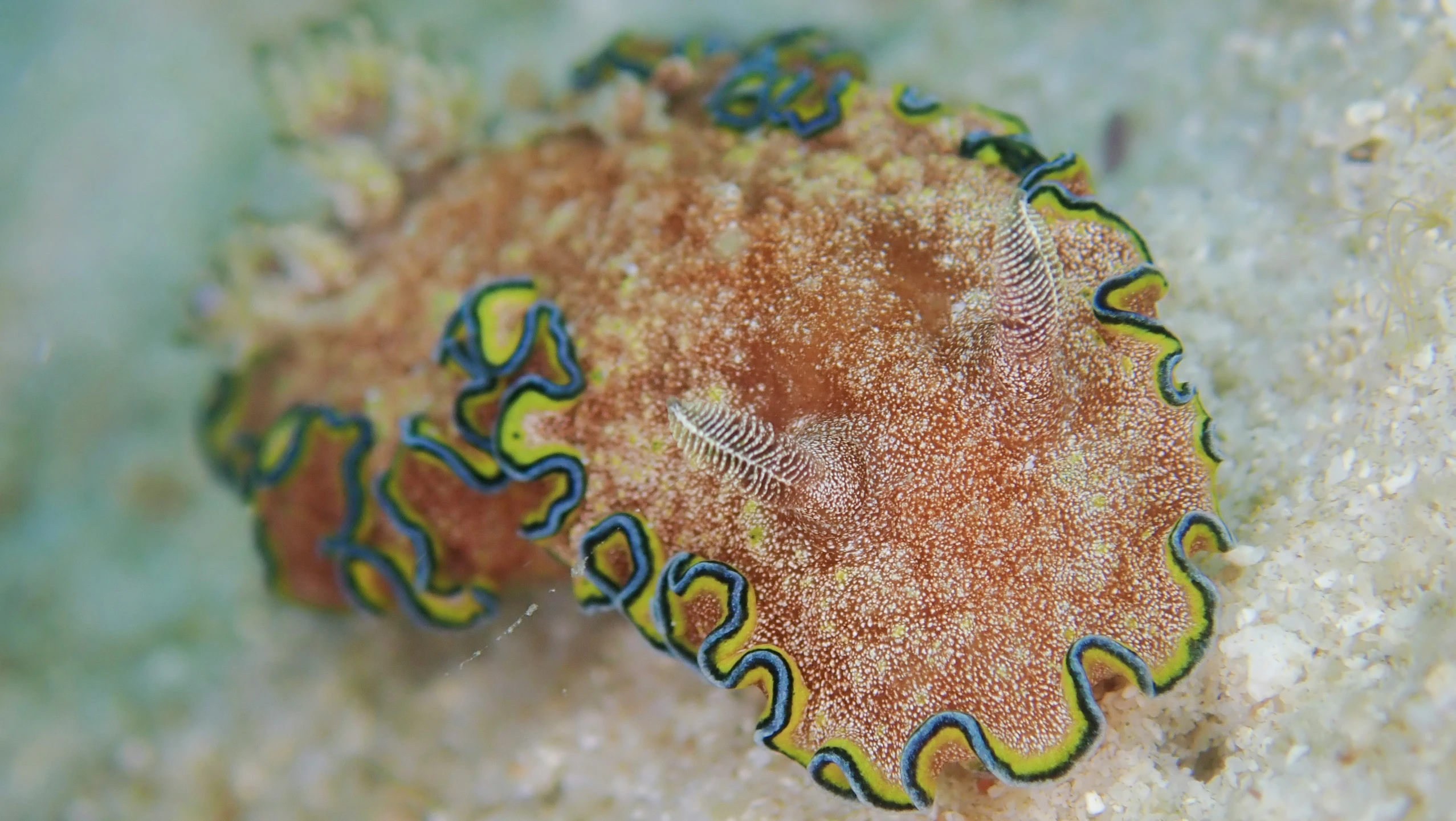 a very colorful underwater creature on the sand