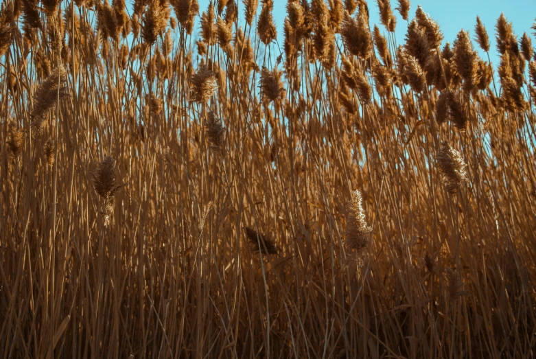 large group of dry plants against a blue sky