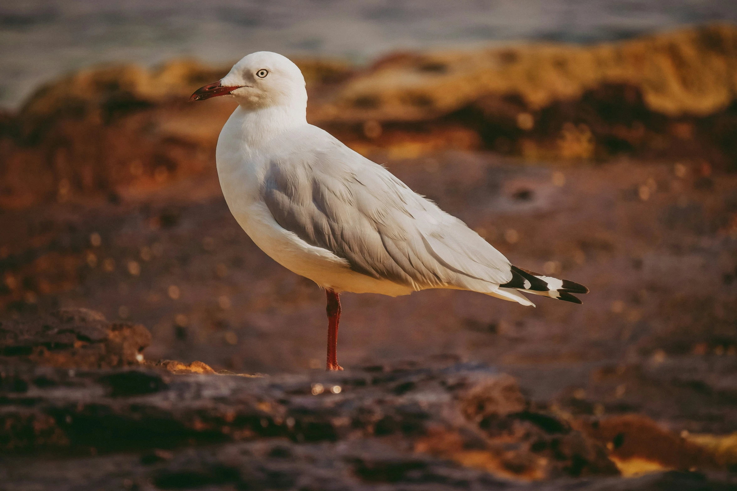 the bird is standing on top of a rock