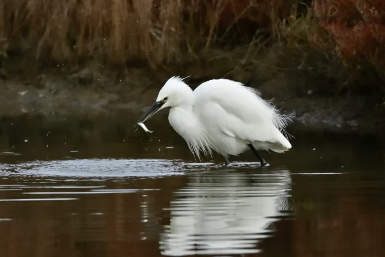 a white bird standing in the water of a body of water