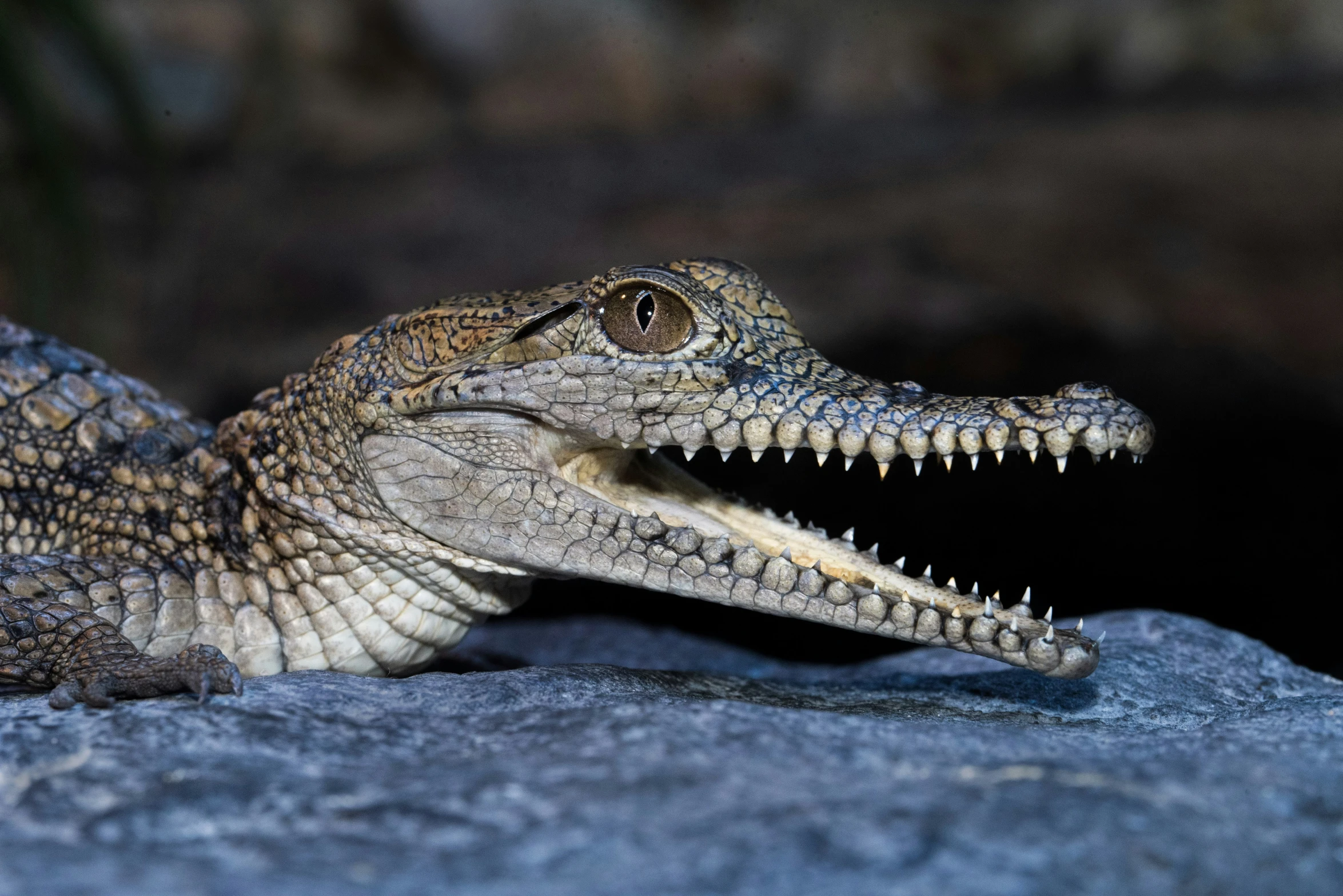 a crocodile on the ground with it's mouth open