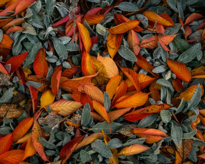 the texture of the leaves is full of frost