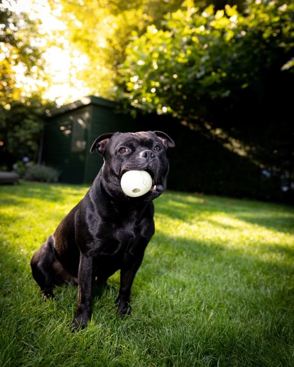 there is a black dog with a white frisbee in his mouth