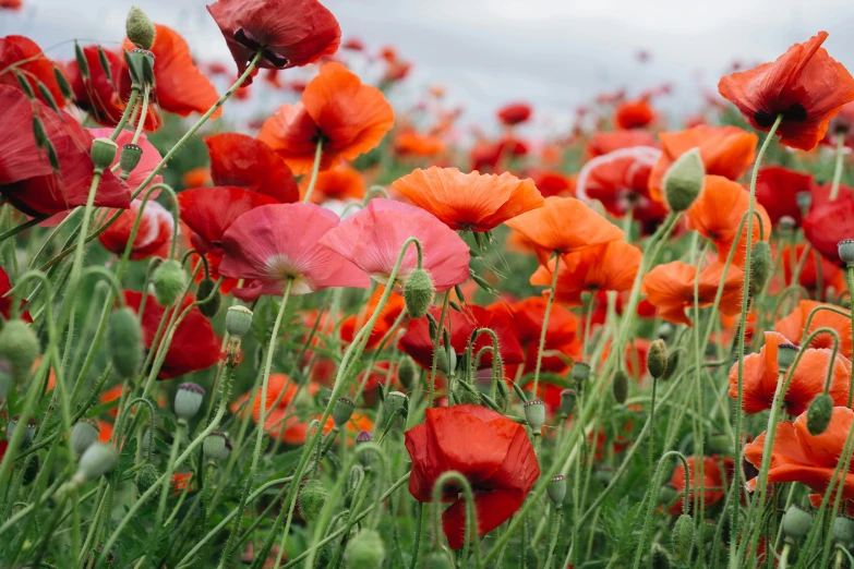 an image of red flowers in a field