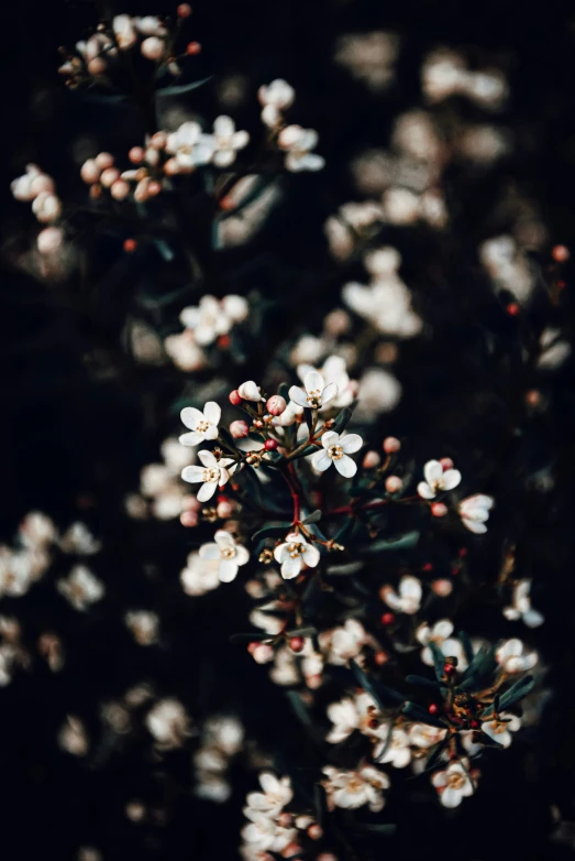 small white flowers are shown with the dark background