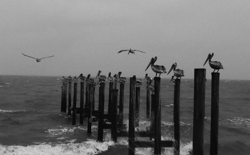 seagulls are perched on the piers of an ocean