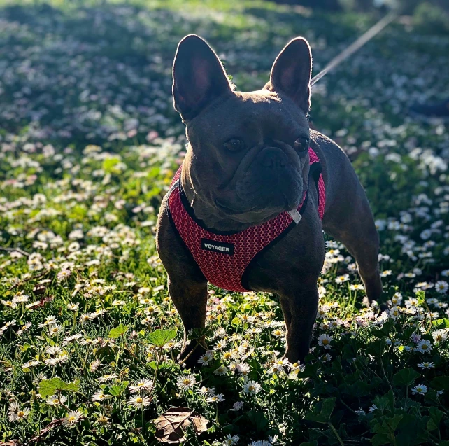 a small brown dog standing on top of a lush green field