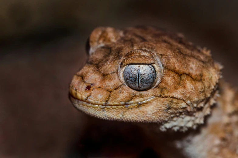 close up of a chamelon lizard's face