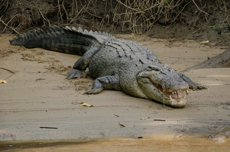 a large alligator laying down on the ground