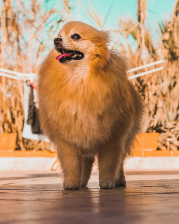 a fluffy dog stands on the wooden floor outside