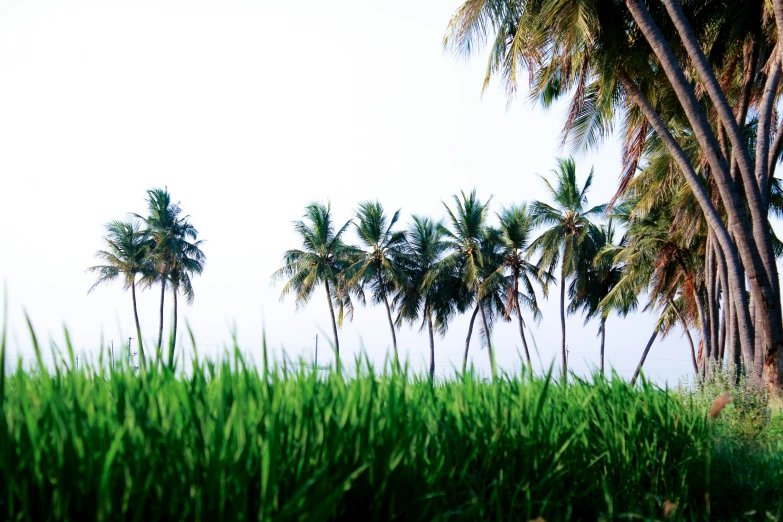 palm trees stand near a lush green field