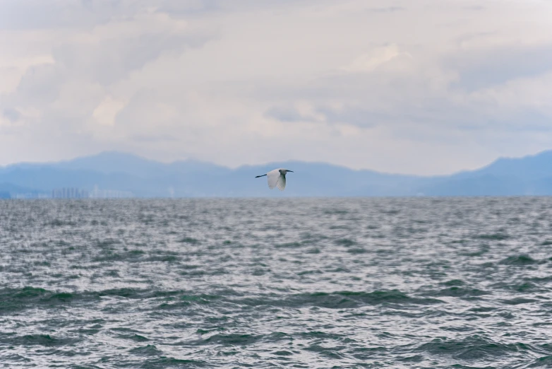 the sea gull is flying low above the water